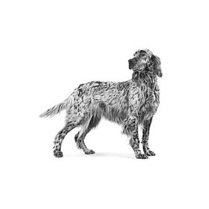 غذای خشک سگ مبتلا به دیابت رویال کنین Diabetic