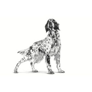 غذای خشک سگ هایپو آلرژیک رویال کنین Hypoallergenic