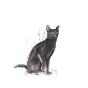 غذای خشک گربه رویال کنین عقیم شده مدل استرلایزد Sterilised