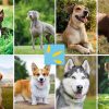 20 مورد از بهترین نژادهای سگ