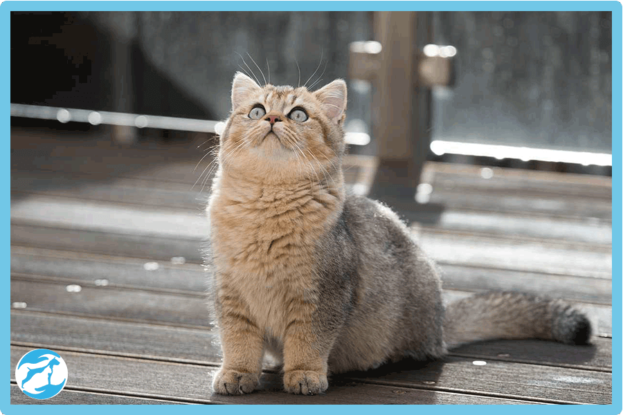 نژاد گربه مو کوتاه بریتانیایی