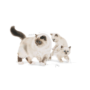 کنسرو رویال کنین مدل Mother & Baby