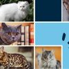 10 مورد از بهترین نژادهای گربه برای نگهداری در خانه