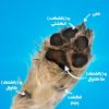 آموزش و راهنمای مراقبت از پنجه سگ